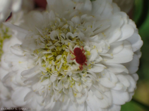 Certaines familles d'acariens se nourissent aussi de pollen.