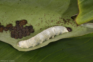 Erionota torus larve