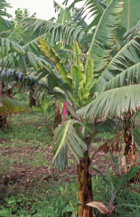 BBTV : symptômes sur feuilles émises après infection.
<br>Crédit photo : Nelson, Scot / University of Hawaii (https://www.musarama.org/photo-286-Bunchy_top_late_stage_infection), sous licence Creative Commons Attribution-NonCommercial-ShareAlike 2.0 Generic (CC BY-NC-SA 2.0).