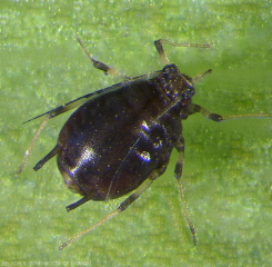 Pentalonia nigronervosa