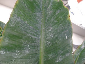 Aleurodes spirale <i>Aleurodicus dispersus</i> sur une feuille de bananier.
<br>Crédit photo : Scot Nelson, CC0 1.0 universel (CC0 1.0) Transfert dans le Domaine Public.