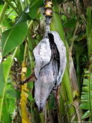 Les symptômes typiques du flétrissement de Xanthomonas, sur un bourgeon mâle, sont une pourriture sèche et un noircissement qui commencent par les bractées externes et finissent par s'étendre.
<br>Crédit photo : Lepoint, Pascale / Bioversity International (https://www.musarama.org/photo-521-BXW_male_bud_symptoms), sous licence Creative Commons Attribution-NonCommercial-ShareAlike 2.0 Generic (CC BY-NC-SA 2.0).