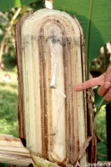 Coupe du pseudotronc montrant les colorations rougeâtre à marron foncé typiques de la Maladie de Panama.
<br>Crédit photo : Javellena, A. (https://www.musarama.org/photo-349-Fusarium_internal_symptoms), sous licence Creative Commons Attribution-NonCommercial-ShareAlike 2.0 Generic (CC BY-NC-SA 2.0).