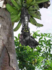 La hampe florale peut noircir complètement et la présence d’un abondant exsudat bactérien sur la fleur est un argument supplémentaire pour le diagnostic de la maladie. Source : DAAF - SALIM Guyane