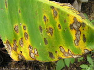 Symptômes de cercosporiose noire sur jeune plante.
<br>Crédit photo : Scot Nelson, CC0 1.0 universel (CC0 1.0) Transfert dans le Domaine Public.