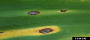 Lésions de cercosporiose jaune sur feuille.
<br>Crédit photo : Dr Parthasarathy Seethapathy, Amrita School of Agricultural Sciences, Amrita Vishwa Vidyapeetham, Bugwood.org, sous licence Creative Commons Attribution 3.0 États-Unis (CC BY 3.0 US).
