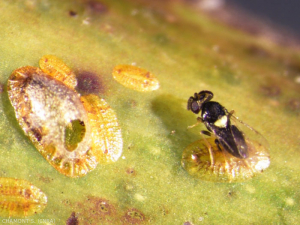 Cocopagus, hyménoptère Aphelinidae parasitoïde de cochenille Coccidae