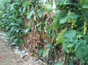 Chlorose, dessèchement et chute des feuilles puis dessèchement généralisé de la plante.<b><i> Fusarium oxysporum </i> f.  sp.  <i> melongenae </i></b>