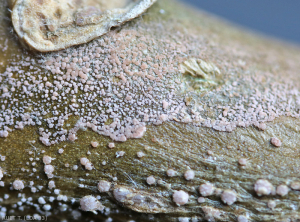 Formation à la surface d'une tige altérée de coussinets cotonneux crèmes à rosés appelés sporodochies produisant de nombreuses conidies. <b><i> Fusarium oxysporum </i> f.  sp.  <i> melongenae </i></b>