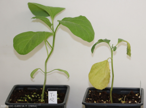 A gauche : plante témoin non inoculé. A droite : plante inoculée après 12 jours d'incubation présentant des symptômes tels qu'une chlorose, un flétrissement et le dessèchement et la chute des feuilles.<b><i> Fusarium oxysporum </i> f.  sp.  <i> melongenae </i></b>