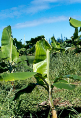 Carence en calcium : stries jaunes sur les feuilles, perpendiculaires aux nervures.
<br>Crédit photo : Scot Nelson, CC0 1.0 universel (CC0 1.0) Transfert dans le Domaine Public.