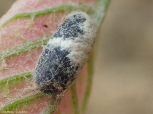 Cocon bicolore de Campopleginae, hyménoptère Ichneumonidae, parasitoïde de chenilles.