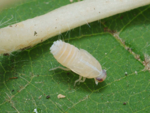 La larve de <em><b>Hyalesthes obsoletus</b></em> est blanchâtre avec une touffe de poils cireux à l'extrémité de l'abdomen. Photo de P. Gros (insecte.org).