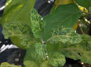 Jeunes feuilles de taille réduite, déformées présentant un éclaircissement et un jaunissement des nervures. <b>Virus de la marbrure et du rabougrissement de l'aubergine</b> (<i>Eggplant mottled dwarf virus</i>, EMDV)
