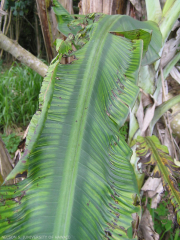 Phytotoxicité due au glyphosate sur feuille de bananier.
<br>Crédit photo : Scot Nelson, CC0 1.0 universel (CC0 1.0) Transfert dans le Domaine Public.