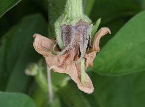 <i><b>Botrytis cinerea</b></i> a  colonisé les sépales de cette fleur d'aubergine sénescente, il ne va pas tardé à envahir le pédoncule et peut être gagner la tige. (moisissure grise, grey mold)