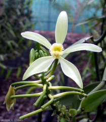 Vanilla  tahitensis fleur