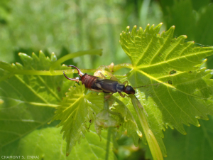 forficule-male-vigne