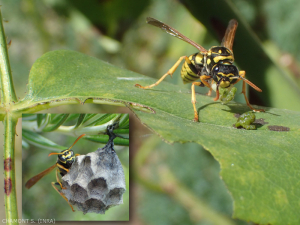 Adulte mâchant une chenille pour nourrir ses larves.  Encart : petit nid de papier mâché de la poliste.