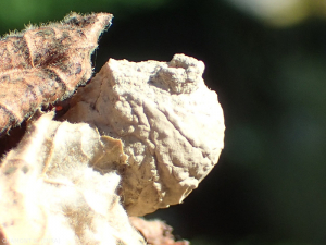 Les guèpes potières construisent des nids avec de la terre et de la salive où elles déposent un oeuf unique et des petites proies dont se nourrira la larve.