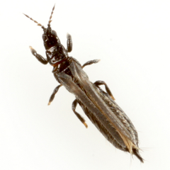 Limothrips denticornis