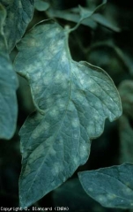 De nombreuses taches diffuses vert pâle à jaunes couvrent le limbe de cette foliole de tomate. <i><b>Passalora fulva</b></i> (<i>Mycovellosiella fulva</i> ou <i>Fulvia fulva</i>) (cladosporiose, leaf mold)
