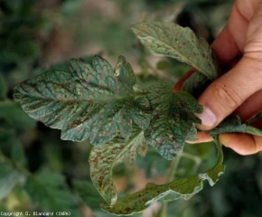 Ces lésions nécrotiques brunes et diffuses ont fréquemment une répartition assez généralisée sur les feuilles, ce qui les différencient de celles des bactérioses. <b>Virus Y de la pomme de terre</b> (<i>Potato virus Y</i>, PVY). Souche nécrogène.