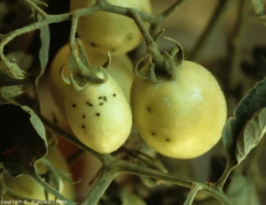 Plusieurs petites lésions ponctuelles brunes parsèment ces fruits. <b><i>Pseudomonas syringae</i> pv. <i>tomato</i></b>
