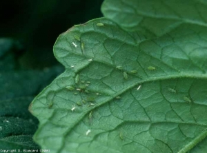 Plusieurs <b>pucerons verts</b> sont visibles sous cette foliole. Leur présence est souvent associée à la formation de fumagine (sooty mold)