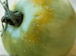 Plusieurs petites lésions blanchâtres, légèrement nécrotiques, sont visibles dans la zone pédonculaire de ce fruit vert. Les tissus de l'épiderme se fendent, conférant aux lésions l'apparence de petits éclatements. <b>Variole des fruits</b> (fruit pox, tomato pox)