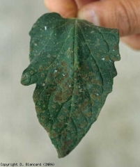 La moisissure responsable de la <b>Fumagine</b> sur cette foliole forme des colonies superficielles vert olivâtre. (sooty mold) 