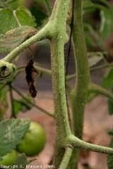 Lorsque les pullulations d'insectes sont importantes, il n'est pas rare d'observer de la  <b>fumagine</b> sur les tiges de tomate. (sooty mold) sur tige.
