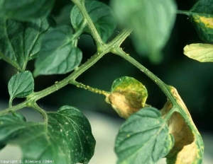 De nombreux insectes verts sont visibles sur le rachis et sous les folioles. <b>Dégâts de pucerons</b>