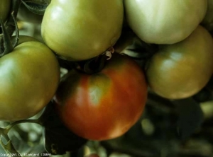 La zone pédonculaire de ce fruit n'a pas mûri de façon homogène ; quelques taches vertes immatures (blotchy ripening) y subsistent. <b>Virus de la mosaïque de la tomate</b> (<i>Tomato mosaic virus</i>, ToMV)