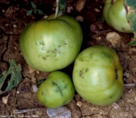 Plusieurs ponctuations blanchâtres à nécrotiques, parfois fendues en leur centre, parsèment ce fruit vert. Elles sont auréolées d'un anneaux graisseux. <b><i>Clavibacter michiganensis</i> subsp. <i>michiganensis</i></b> (chancre bactérien, bacterial canker)