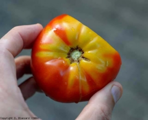 Ce fruit présente très nettement un <b>collet jaune</b> (yellow shoulder) au niveau du pédoncule.