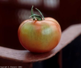 marbrure_tomate_DB_574