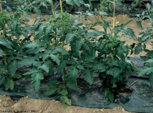 La plante de tomate saine située à gauche révèle une croissance beaucoup plus importante que celle localisée à droite qui est atteinte d'une <b>anomalie génétique</b> (chimère).