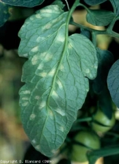 <b><i>Leveillula taurica</i></b> (oïdium, powdery mildew)
