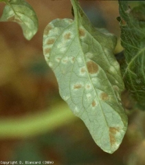 La sporulation de <b><i>Passalora fulva</i></b> est bien visible sur plusieurs de ces taches visibles à la face inférieure du limbe (cladosporiose) .
