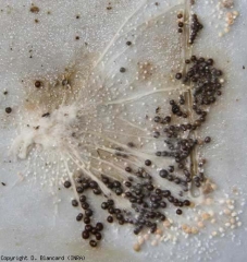 Sur le mycélium d'<i><b>Athelia rolfsii</b></i> se forment des sclérotes de 1 à 3 mm de diamètre, qui brunissent progressivement (ex <i>Sclerotium rolfsii</i>, southern blight).