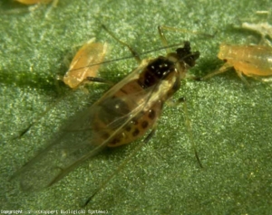 Le <b>puceron vert du pêcher</b>, <i>Myzus persicae</i>, est un ravageur mondialement dispersé et important sur tomate, mais aussi sur concombre, pomme de terre et tabac. Les individus aptères sont plus petits que les ailés, et leur couleur est variable. 