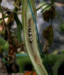 Si les conditions redeviennent peu favorables pour <b><i>Pectobacterium carotovorum</i></b>, les lésions dans la moelle se nécrosent et sèchent progressivement.