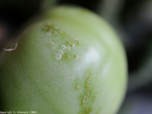 Taches chancreuses sur fruit vert. <b><i>Clavibacter michiganensis</i> subsp. <i>michigansensis</i></b> (chancre bactérien)