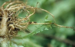 Des altérations humides et brunes sont aussi visibles. La pourriture en profondeur des tissus entraîne la rupture des racines lorsque l'on arrache les plantes. <i><b>Thielaviopsis basicola</b></i> (<i>Chalara elegans</i>, "black root rot")