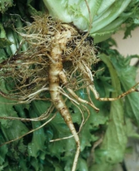 Leur système racinaire est plus ou moins altéré, ce qui explique la faible croissance des plantes. <b><i>Thielaviopsis basicola</i></b> (<i>Chalara elegans</i>, "black root rot")