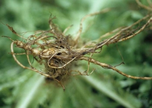 <i><b>Thielaviopsis basicola</b></i> (<i>Chalara elegans</i>) est également responsable d'une pourriture brun foncé à noire touchant de nombreuses racines ; cette altération est à l'origine de l'appellation anglo-saxonne de la maladie : "black root rot".