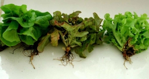 Ces salades, peu poussantes, révèlent quelques feuilles plus ou moins flétries et/ou desséchées. <b><i>Fusarium oxysporum</i> f. sp. <i>lactucae</i></b> ("fusarium wilt")
