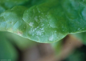 Le champignon <b><i>Golovinomyces cichoracearum</i> var. <i>cichoracearum</i></b> (oïdium, "powdery mildew"), parasite obligatoire, perturbe le fonctionnement des cellules végétales qui meurent au bout d'un certain temps. Cela se traduit par l'apparition sur le limbe de secteurs chlorotiques assez diffus, devenant  grisâtres à brun clair. 
