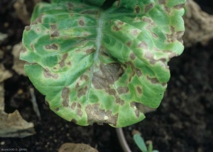 Plusieurs taches angulaires, délimitées par les nervures, brun clair, sont à l'origine de la chlorose partielle du limbe. <b><i>Septoria lactucae</i></b> (septoriose, <i>Septoria</i> leaf spot)